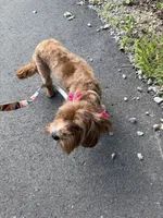 Roxy, a female Cavapoo for sale in Flowery Branch, GA – 10 of 10