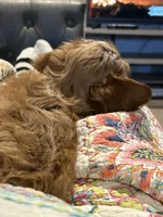 Roxy, a female Cavapoo for sale in Flowery Branch, GA – 6 of 10