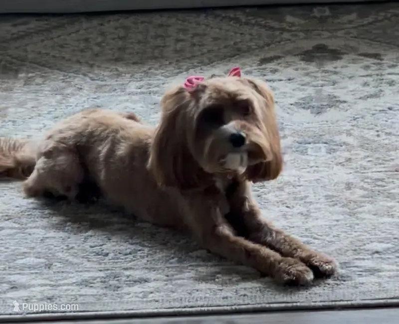 Roxy – Cavapoo puppy for sale in Flowery Branch, GA
