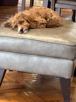 Roxy, a female Cavapoo for sale in Flowery Branch, GA – 3 of 10