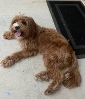 Roxy, a female Cavapoo for sale in Flowery Branch, GA – 2 of 10