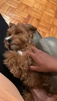 Roxy, a female Cavapoo for sale in Flowery Branch, GA – 7 of 10