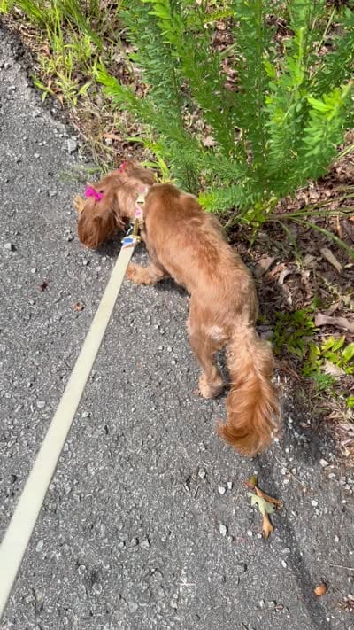 Roxy, a female Cavapoo for sale in Flowery Branch, GA – 9 of 10