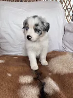 Tilly, a female Australian Shepherd for sale in Midway, TX – 1 of 10