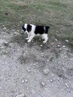 Rocky, a male Australian Shepherd for sale in Midway, TX – 9 of 9