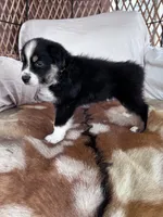 Tinker Bill, a male Australian Shepherd for sale in Midway, TX – 4 of 10