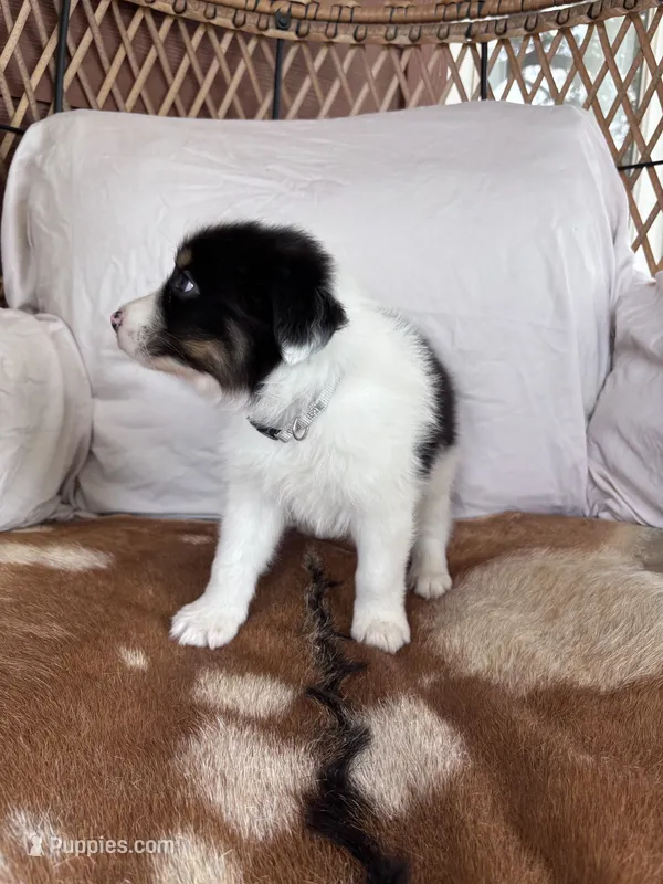 Rocky – Australian Shepherd puppy for sale in Midway, TX