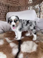 Big Dan, a male Australian Shepherd for sale in Midway, TX – 2 of 4