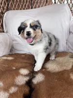 Big Dan, a male Australian Shepherd for sale in Midway, TX – 4 of 4