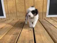 ASPEN, a female Australian Shepherd for sale in Midway, TX – Photo 10 of 10