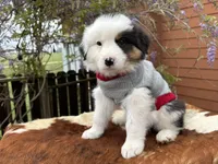 ASPEN, a female Australian Shepherd for sale in Midway, TX – Photo 7 of 10