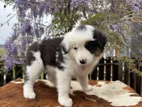 ASPEN, a female Australian Shepherd for sale in Midway, TX – Photo 3 of 10