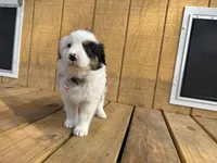 ASPEN, a female Australian Shepherd for sale in Midway, TX – Photo 2 of 6