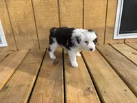 ASPEN, a female Australian Shepherd for sale in Midway, TX – Photo 6 of 6