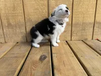 ASPEN, a female Australian Shepherd for sale in Midway, TX – Photo 4 of 6