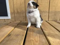 ASPEN, a female Australian Shepherd for sale in Midway, TX – Photo 3 of 6