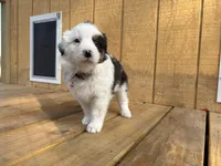 ASPEN, a female Australian Shepherd for sale in Midway, TX – Photo 1 of 6