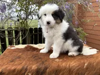 ASPEN, a female Australian Shepherd for sale in Midway, TX – Photo 6 of 10