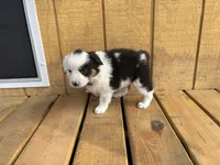ASPEN, a female Australian Shepherd for sale in Midway, TX – Photo 5 of 6