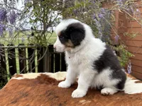 ASPEN, a female Australian Shepherd for sale in Midway, TX – Photo 5 of 10