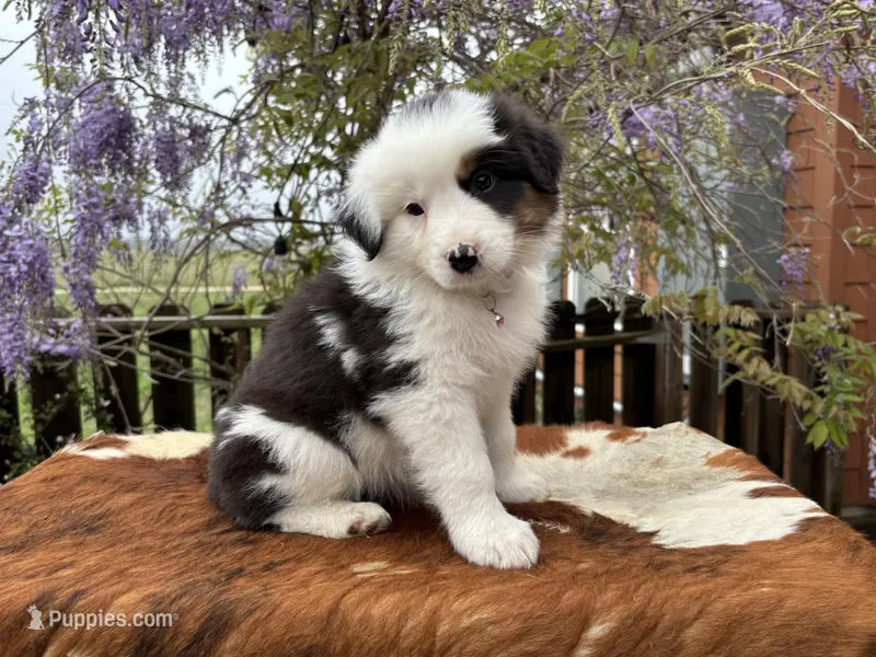 ASPEN – Australian Shepherd puppy for sale in Midway, TX