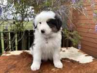 ASPEN, a female Australian Shepherd for sale in Midway, TX – Photo 2 of 10