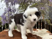 ASPEN, a female Australian Shepherd for sale in Midway, TX – Photo 4 of 10