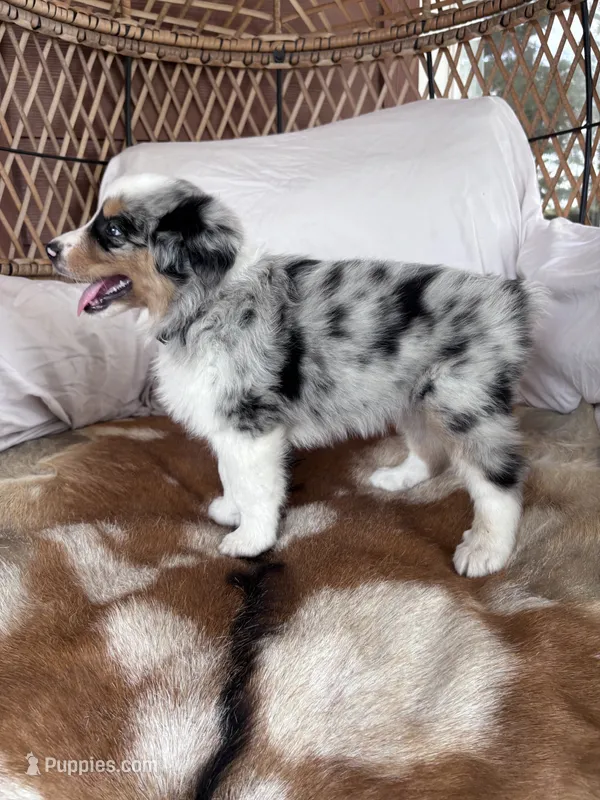 Big Dan – Australian Shepherd puppy for sale in Midway, TX