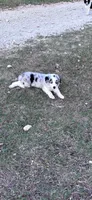 Tilly, a female Australian Shepherd for sale in Midway, TX – 4 of 10