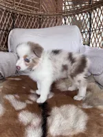Sandy, a female Australian Shepherd for sale in Midway, TX – 5 of 5