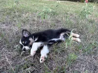 Tinker Bill, a male Australian Shepherd for sale in Midway, TX – 8 of 10