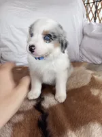 Miss Lily, a female Australian Shepherd for sale in Midway, TX – 4 of 10