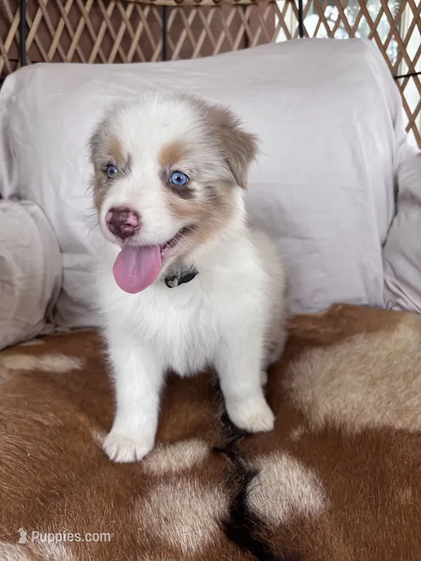 Sandy – Australian Shepherd puppy for sale in Midway, TX
