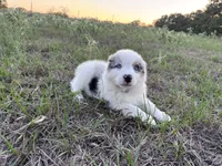 Miss Lily, a female Australian Shepherd for sale in Midway, TX – 7 of 10
