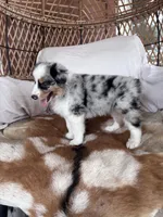 Big Dan, a male Australian Shepherd for sale in Midway, TX – 3 of 4