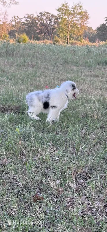 Miss Lily – Australian Shepherd puppy for sale in Midway, TX