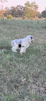 Miss Lily, a female Australian Shepherd for sale in Midway, TX – 1 of 10