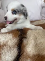 Miss Lily, a female Australian Shepherd for sale in Midway, TX – 5 of 10