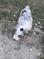 Tilly, a female Australian Shepherd for sale in Midway, TX – 10 of 10