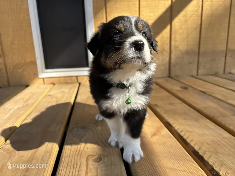 SLICK, a male Australian Shepherd for sale in Midway, TX – Photo 1 of 4