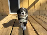 SLICK, a male Australian Shepherd for sale in Midway, TX – Photo 3 of 4