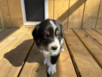 SLICK, a male Australian Shepherd for sale in Midway, TX – Photo 2 of 4