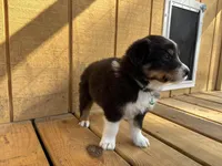 SLICK, a male Australian Shepherd for sale in Midway, TX – Photo 4 of 4