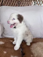 Piper, a female Australian Shepherd for sale in Midway, TX – 1 of 5