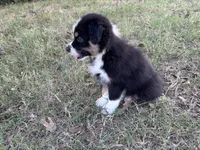 Tinker Bill, a male Australian Shepherd for sale in Midway, TX – 6 of 10