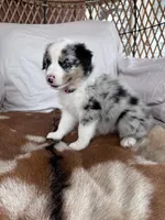 Violet, a female Australian Shepherd for sale in Midway, TX – 3 of 5