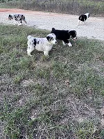 Tinker Bill, a male Australian Shepherd for sale in Midway, TX – 9 of 10