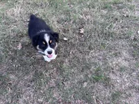Tinker Bill, a male Australian Shepherd for sale in Midway, TX – 2 of 10
