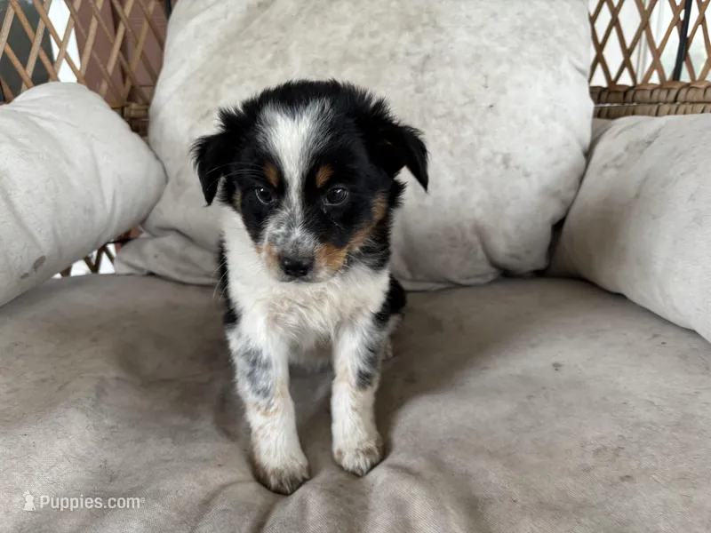 Dan – Australian Cattle Dog, Miniature Australian Shepherd puppy for sale in Midway, TX