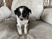 Dan, a male Australian Cattle Dog and Miniature Australian Shepherd for sale in Midway, TX – 1 of 4